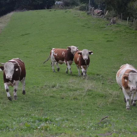 Alte Tanne Penzion 3*